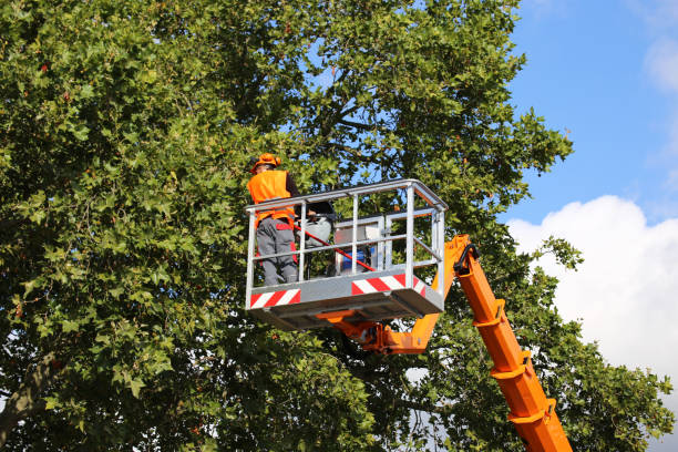 Best Tree Removal  in Magnolia, OH