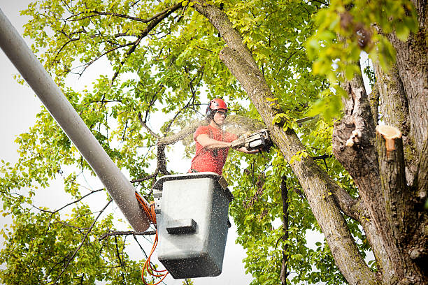 Reliable Magnolia, OH Tree Services Solutions